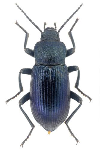 Helops caeruleus caeruleus